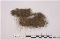 藏品(狹網美喙苔)的圖片